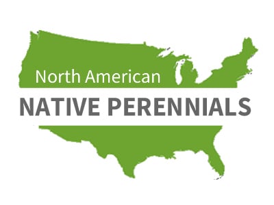 North American Native Perennials