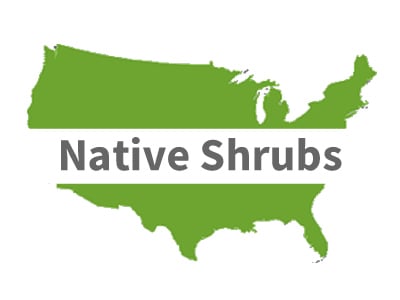 Native Shrubs & Bushes
