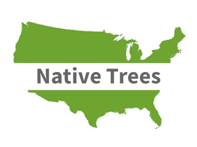 North American Native Trees
