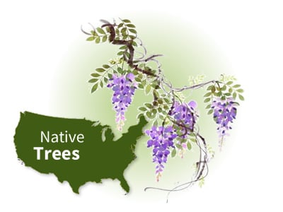 North American Native Vines