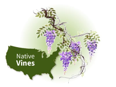 Native Vines