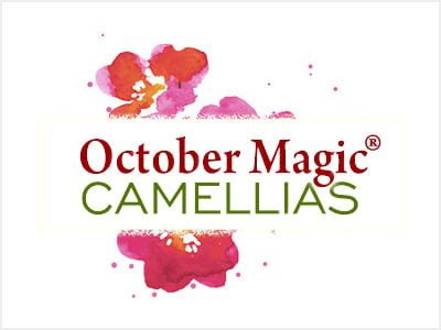 October Magic Camellias