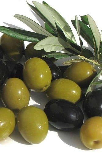 Arbequina Olive Tree - 1 Gallon Pot 