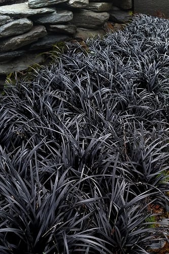 Black Beard Black Mondo Grass - Ophiopogon planiscapus - 1 Gallon Pot 