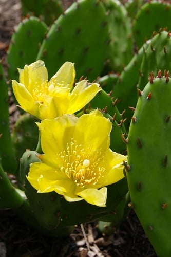 Eastern Prickly Pear Cactus (Opuntia humifusa) - 3 Gallon Pot 