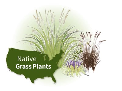 Native Grass Plants