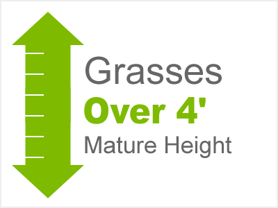 Grasses 4'+ Mature Height