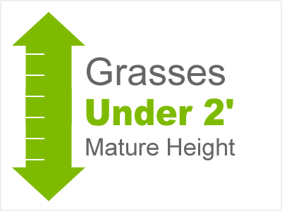 Grasses Under 2' Mature Height