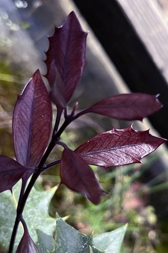 Purple Leaf Tea Olive (Osmanthus heterophyllus 'Purpurea') - 2 Gallon Pot
