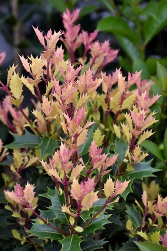 Party Lights Pink Flush Tea Olive - Osmanthus heterophyllus - 2.5 Quart Pot 