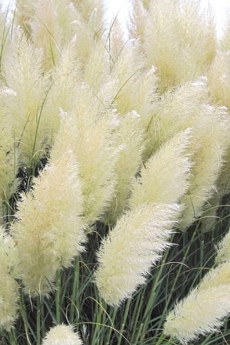 White Pampas Grass - 1 Gallon Pot