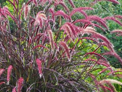 Fountain Grasses | Pennisetum