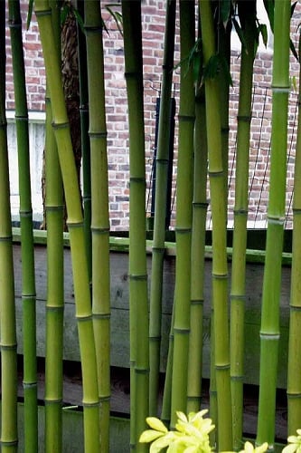 Incense Bamboo (Phyllostachys atrovaginata) - 3 Gallon Pot
