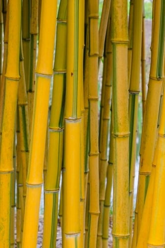 Green Groove Golden Bamboo - Phyllostachys aureosulcata 'Spectabilis' - 3 Gallon Pot (4-6')