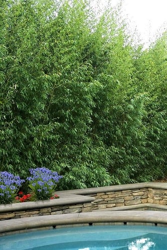 Red Margin Bamboo - Phyllostachys rubromarginata - 3 Gallon Pot (4-6')
