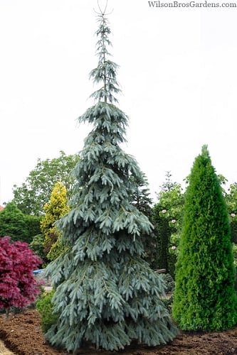 Bush's Lace Engelmann Spruce (Picea engelmannii) - 3 Gallon Pot
