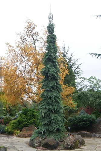 Weeping White Spruce (Picea glauca 'Pendula') - 1 Gallon Pot