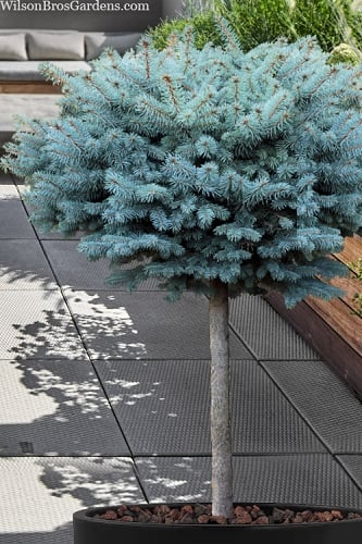 Dwarf Globe Blue Spruce Topiary Tree (Picea pungens 'Globosa') - 5 Gallon Pot