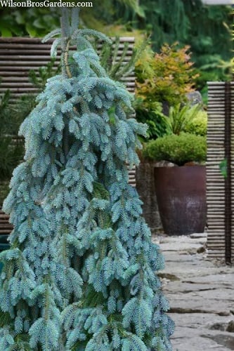 The Blues Colorado Spruce (Picea pungens) - 5 Gallon Pot 