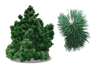Pine | Pinus