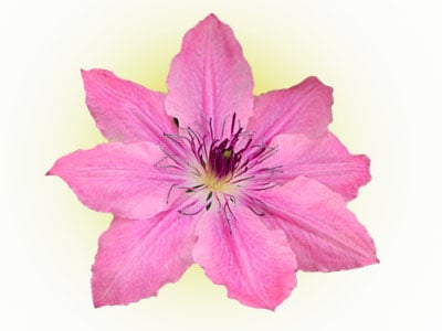 Pink Clematis Varieties