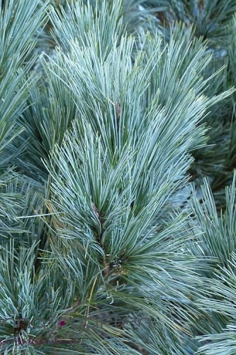 Vanderwolf's Pyramid Limber Pine (Pinus flexilis) - 7 Gallon Pot