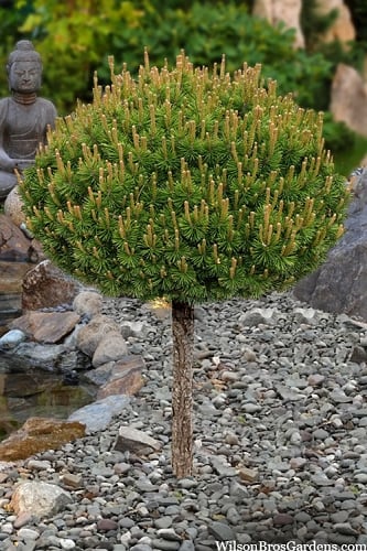Slowmound Mugo Pine Single Trunk Topiary Tree - 1 Gallon Pot