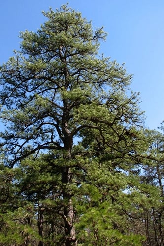 Pitch Pine Tree (Pinus rigida) - 1 Gallon Pot
