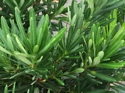 Podocarpus Shrubs | Buddhist Pine