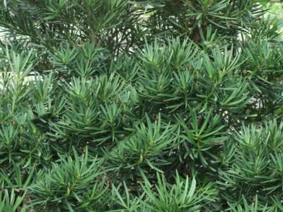 Podocarpus Trees