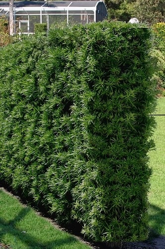 Podocarpus Macrophyllus Upright Yew - 3 Gallon Pot