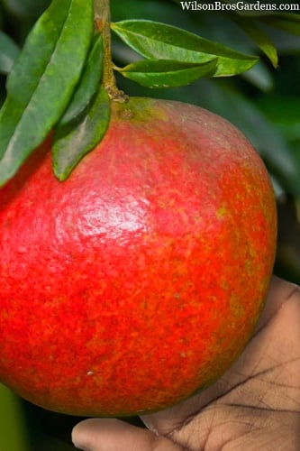 Austin Pomegranate - 3 Gallon Pot