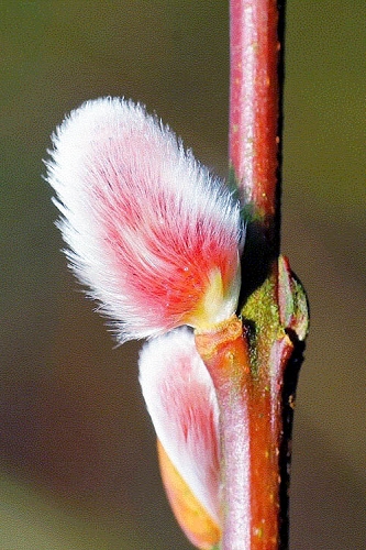 French Pink Pussy Willow - 3 Gallon Pot