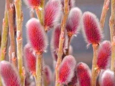 Pussy Willow | Salix