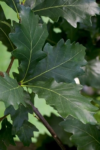 Swamp White Oak Tree (Quercus bicolor) - 1 Gallon Pot