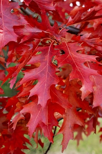 Scarlet Oak Tree (Quercus coccinea) - 1 Gallon Pot