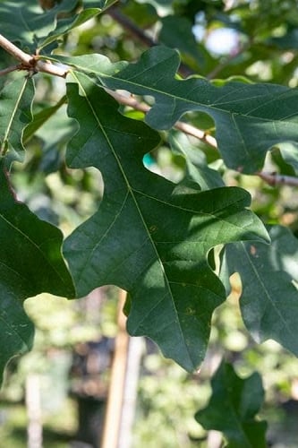 Overcup Oak Tree (Quercus lyrata) - 3 Pack of 1.5 Quart Pots