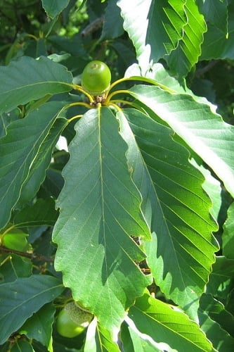 Chestnut Oak Tree (Quercus prinus) - 3 Pack of 1.5 Quart Pots