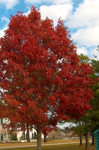 Shumard Red Oak Tree (Quercus shumardii) - 1 Gallon Pot