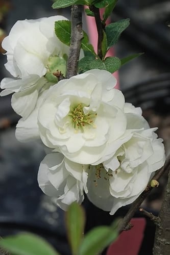 O Yashima Double Flowering White Quince - 2.5 Gallon Pot 