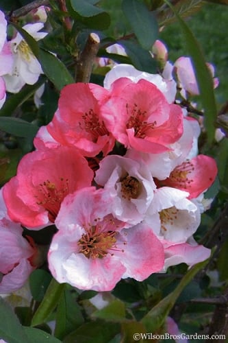 Toyo Nishiki Flowering Quince - Chaenomeles speciosa - 2 Gallon Pot