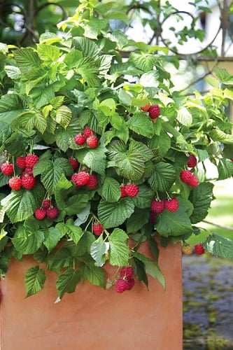 Bushel and Berry Raspberry Shortcake Bush - 3 Gallon Pot