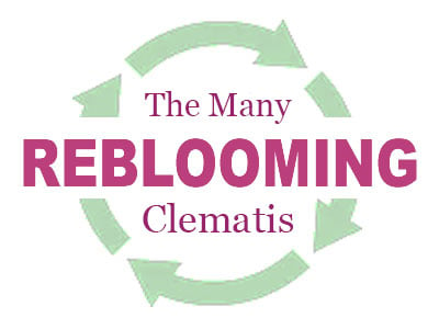 Reblooming Clematis
