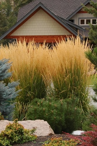 Karl Foerster Feather Reed Grass (Calamagrostis x acutiflora) - 1 Gallon Pot