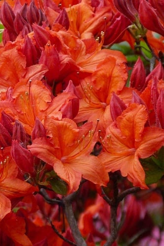Mooshatanio Native Azalea (Rhododendron x austrinum) - 3 Gallon Pot