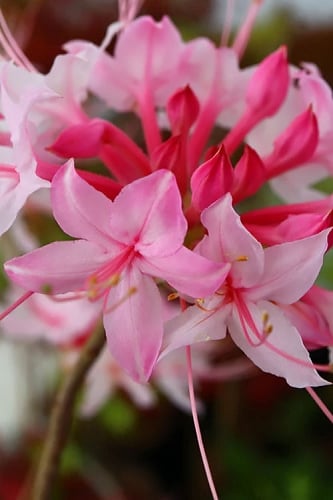Candy Striper Native Azalea - Rhododendron canescens - 3 Gallon Pot