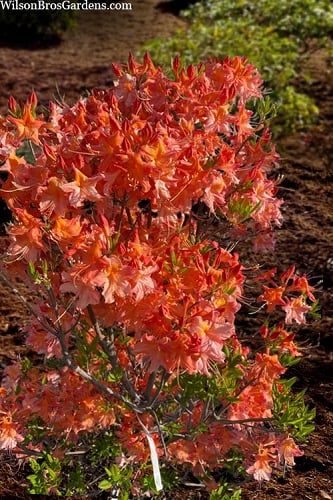 Pat Ryan Aromi Azalea (Rhododendron hybrid) - 1 Gallon Pot