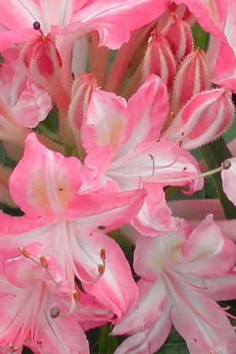 Ribbon Candy Swamp Azalea (Rhododendron viscosum) - 2 Gallon Pot