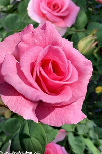Brindabella Pink Princess Shrub Rose - 2 Gallon Pot