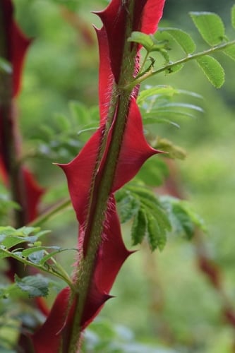 Winged Blood Thorn Rose (Rosa sericea var. pteracantha) - 5 Gallon Pot